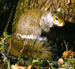 Gray Squirrel <image courtesy of Ohio Historical Society>